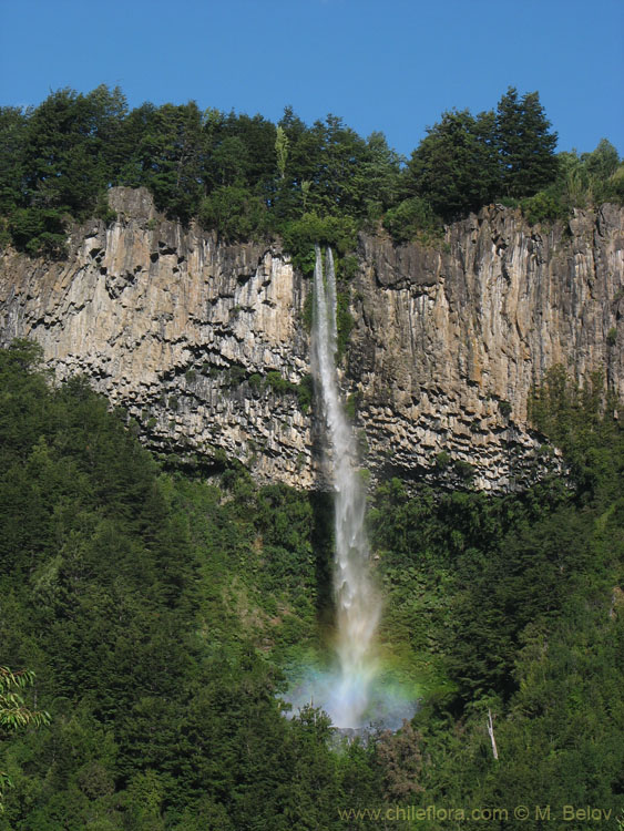 image of a high waterfall with a rainbow near Reigolil, Chile.